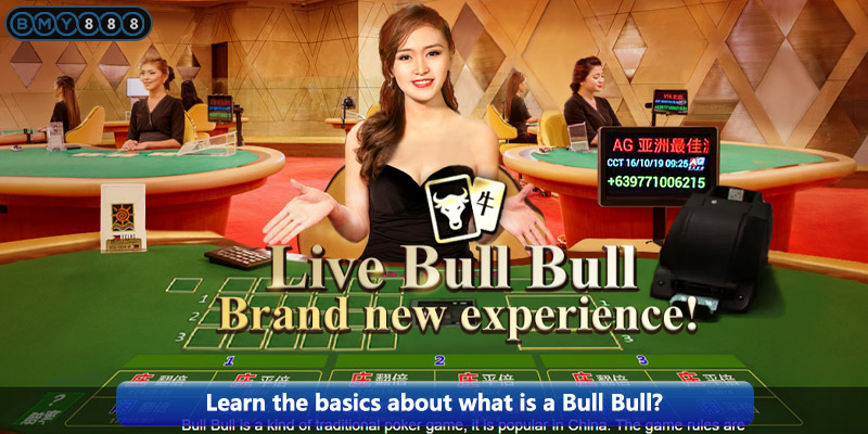 Learn the basics about what is a Bull Bull?